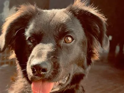 Cachorro raça SRD-ViraLata idade 7 a 11 meses nome Hórus