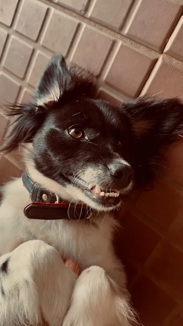 Cachorro raça SRD-ViraLata idade 2 anos nome Lumos