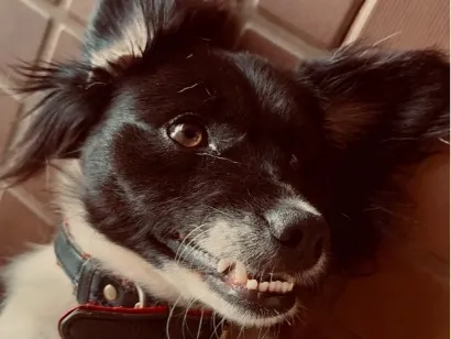 Cachorro raça SRD-ViraLata idade 2 anos nome Lumos