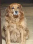 Bigodinho