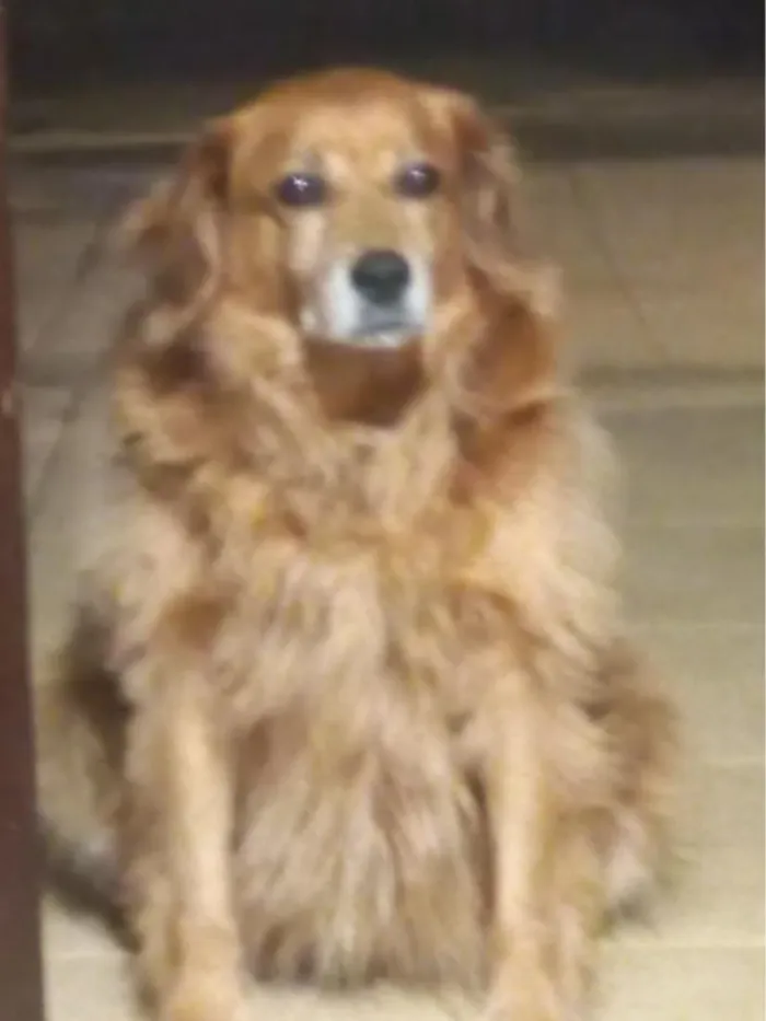 Cachorro raça SRD-ViraLata idade 5 anos nome Bigodinho
