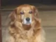 Bigodinho