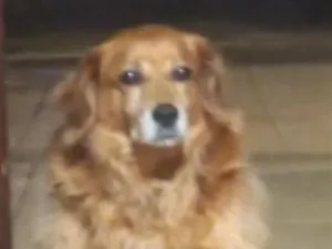Cachorro raça SRD-ViraLata idade 5 anos nome Bigodinho