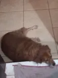 Bigodinho