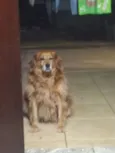 Bigodinho