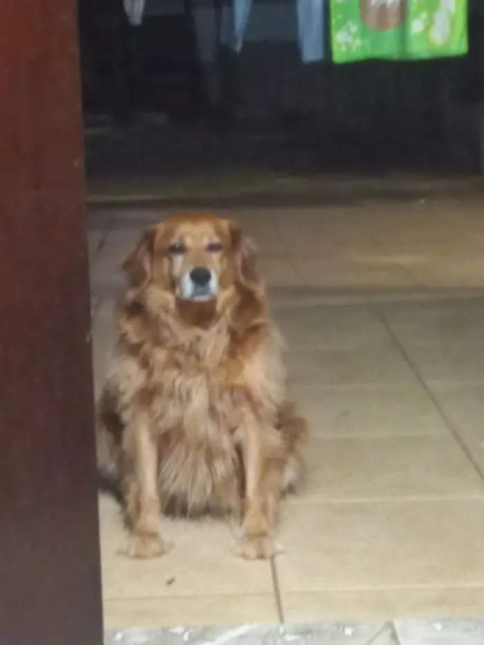 Cachorro raça SRD-ViraLata idade 5 anos nome Bigodinho