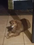 Bigodinho
