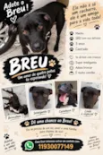 Breu