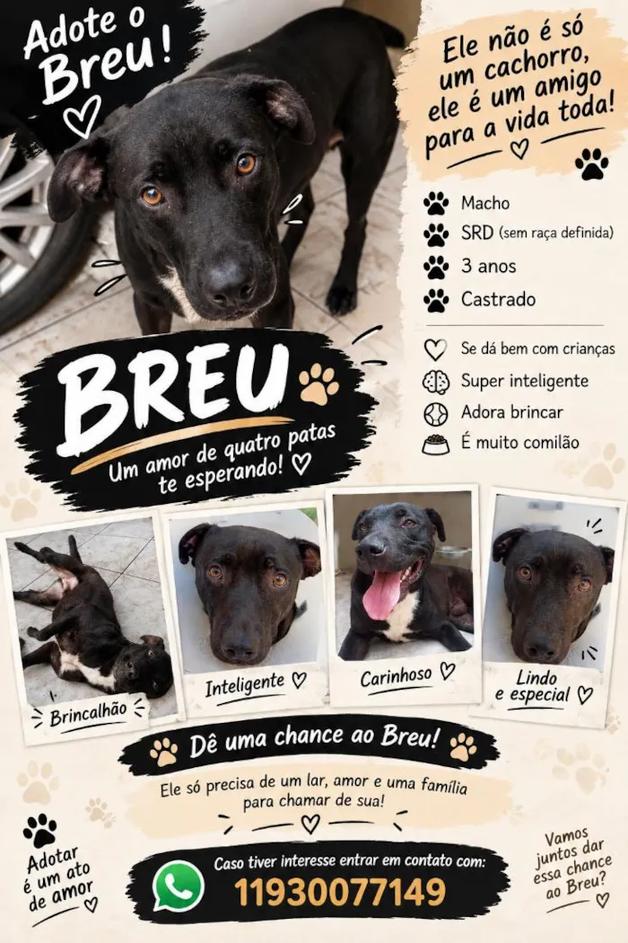 Cachorro raça SRD-ViraLata idade 3 anos nome Breu