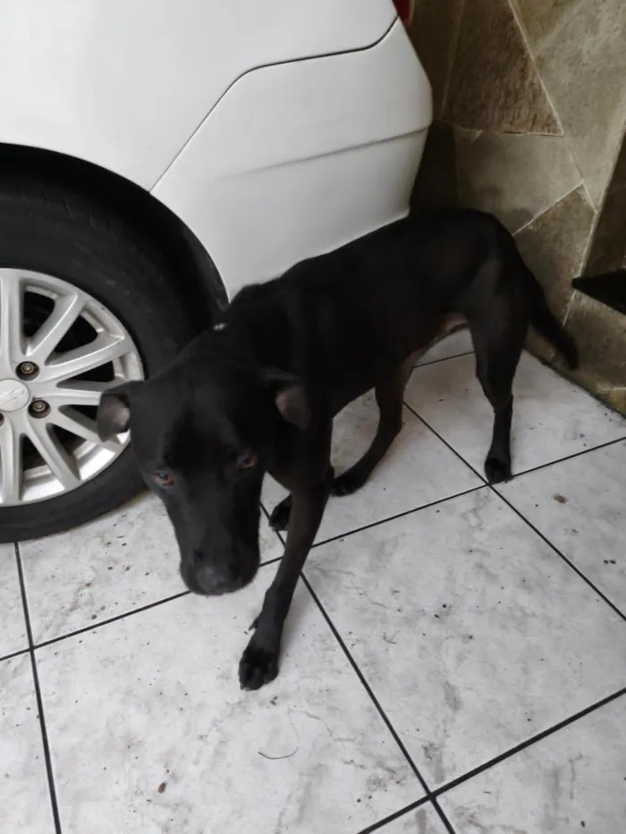Cachorro raça SRD-ViraLata idade 3 anos nome Breu