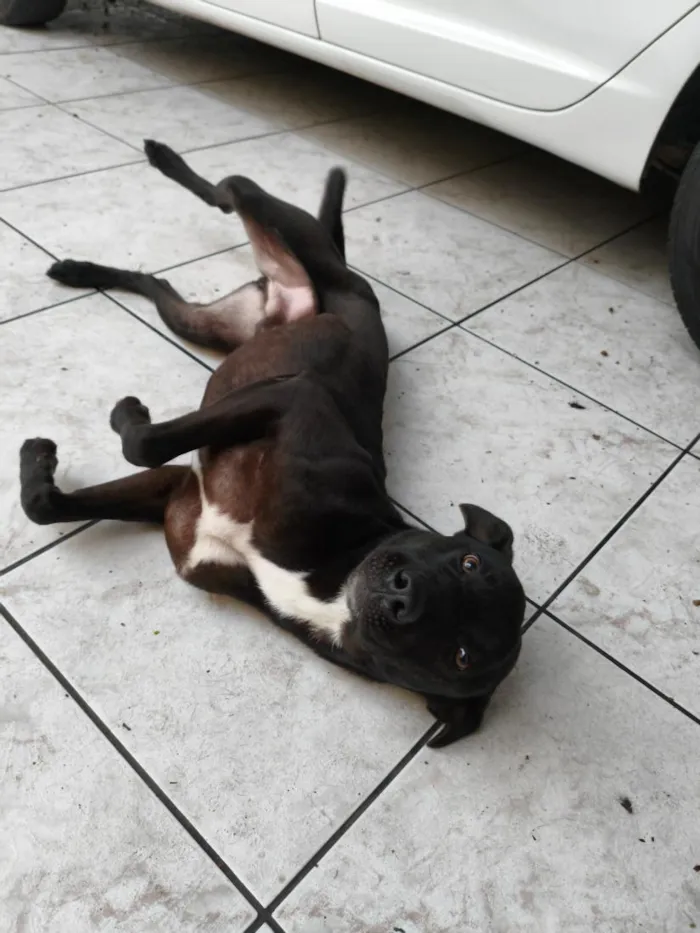 Cachorro raça SRD-ViraLata idade 3 anos nome Breu