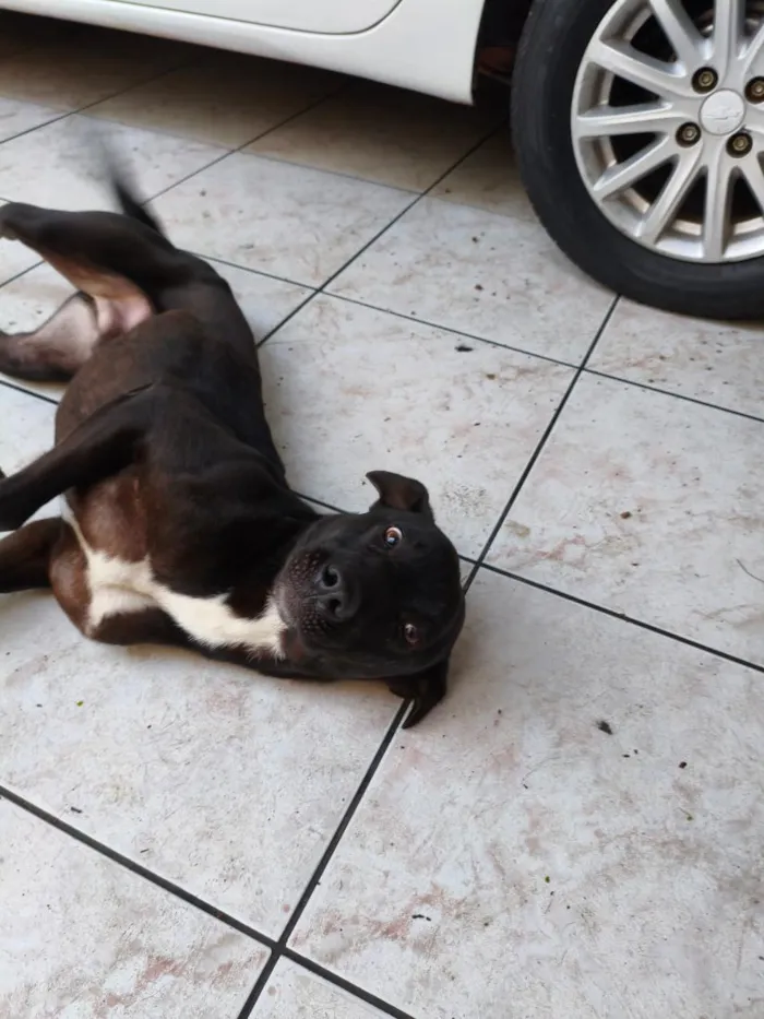 Cachorro raça SRD-ViraLata idade 3 anos nome Breu