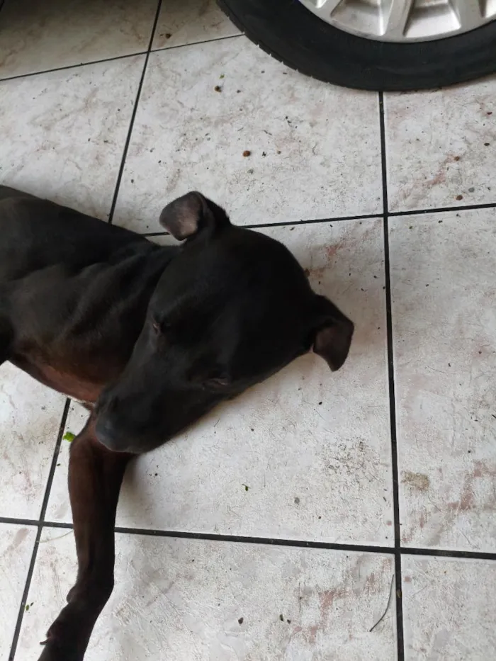 Cachorro raça SRD-ViraLata idade 3 anos nome Breu