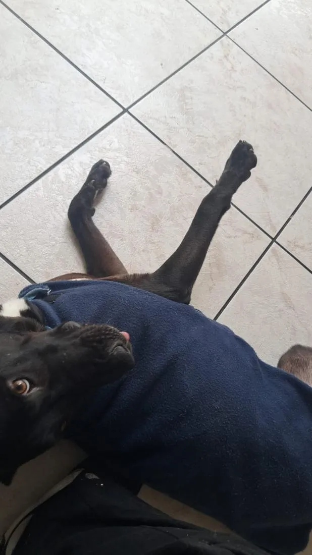 Cachorro raça SRD-ViraLata idade 3 anos nome Breu