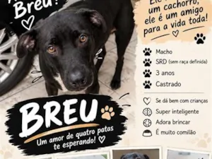 Cachorro raça SRD-ViraLata idade 3 anos nome Breu