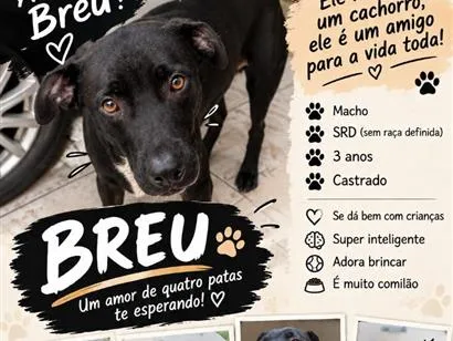 Cachorro raça SRD-ViraLata idade 3 anos nome Breu