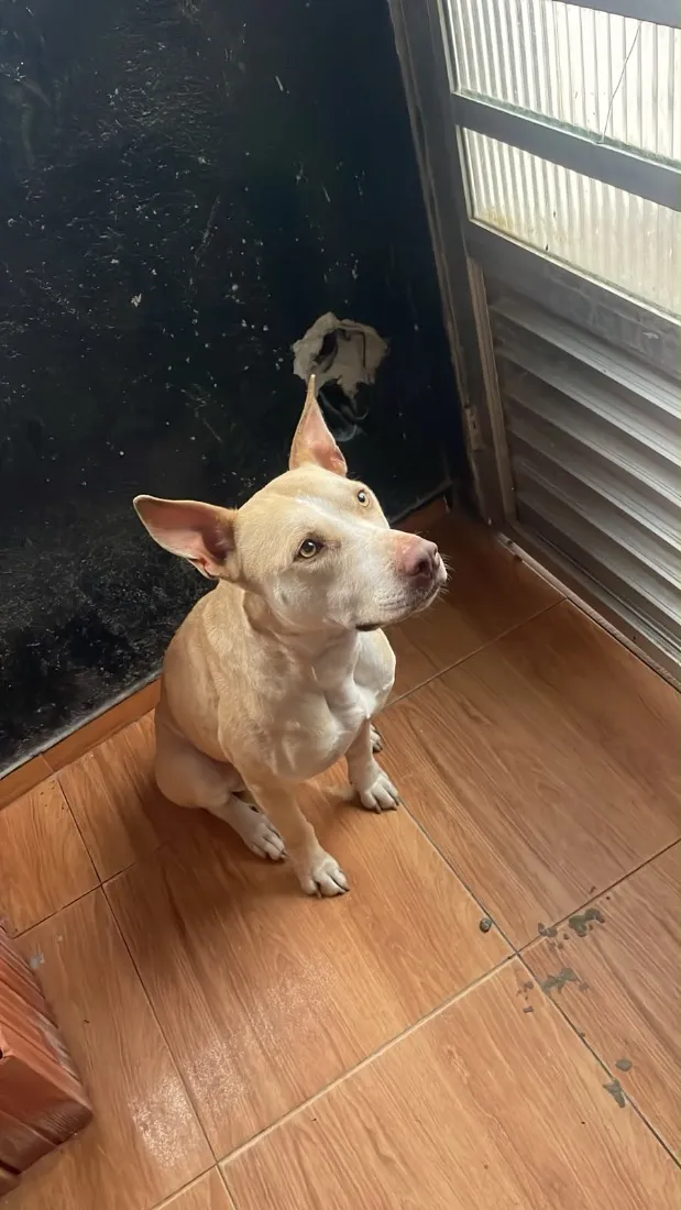 Cachorro raça SRD-ViraLata idade 3 anos nome Pandora