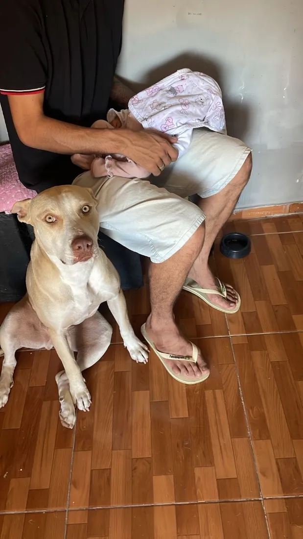 Cachorro raça SRD-ViraLata idade 3 anos nome Pandora