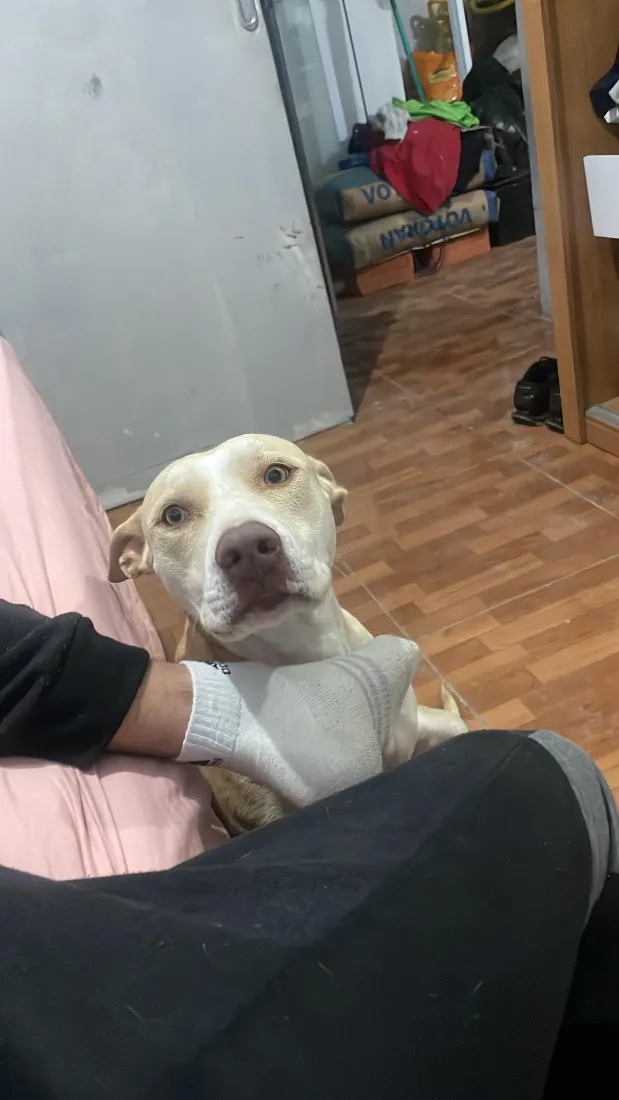 Cachorro raça SRD-ViraLata idade 3 anos nome Pandora