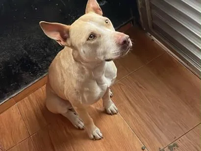 Cachorro raça SRD-ViraLata idade 3 anos nome Pandora