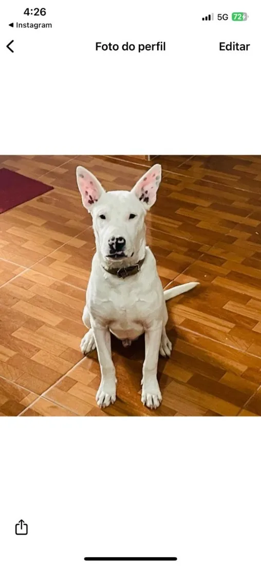 Cachorro raça SRD-ViraLata idade 2 anos nome Spike