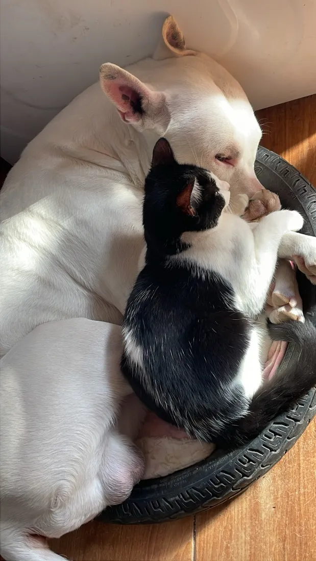 Cachorro raça SRD-ViraLata idade 2 anos nome Spike