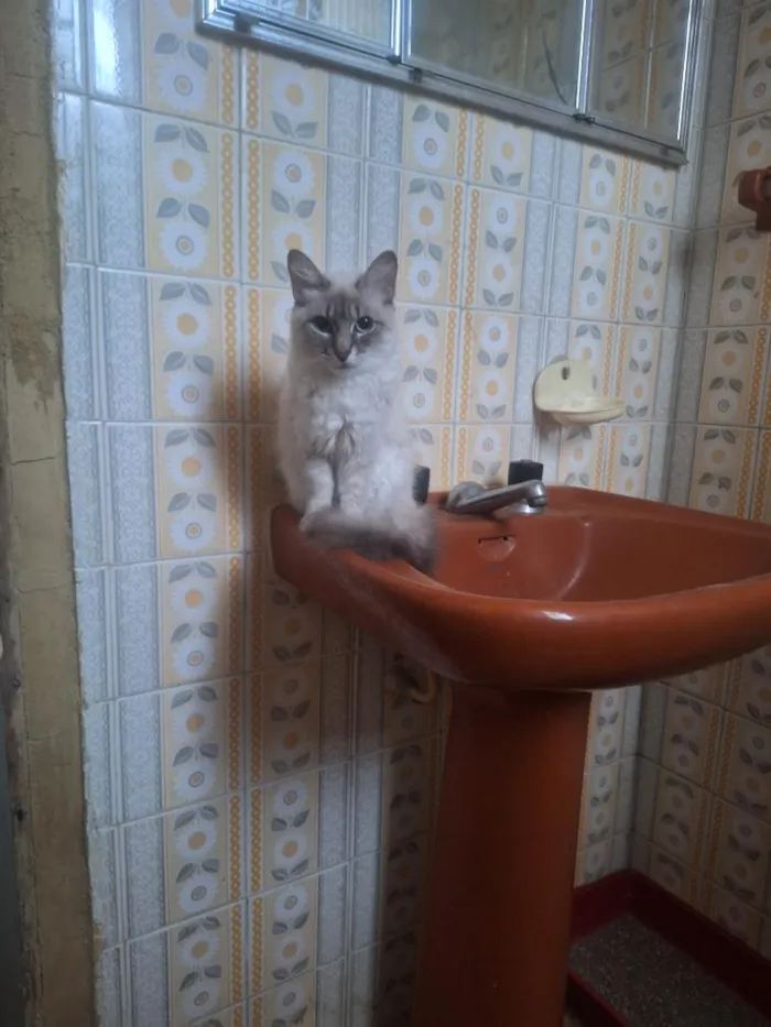 Gato raça SRD-ViraLata idade 2 a 6 meses nome Nuvem