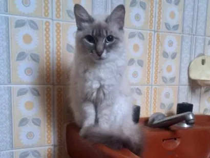 Gato raça SRD-ViraLata idade 2 a 6 meses nome Nuvem