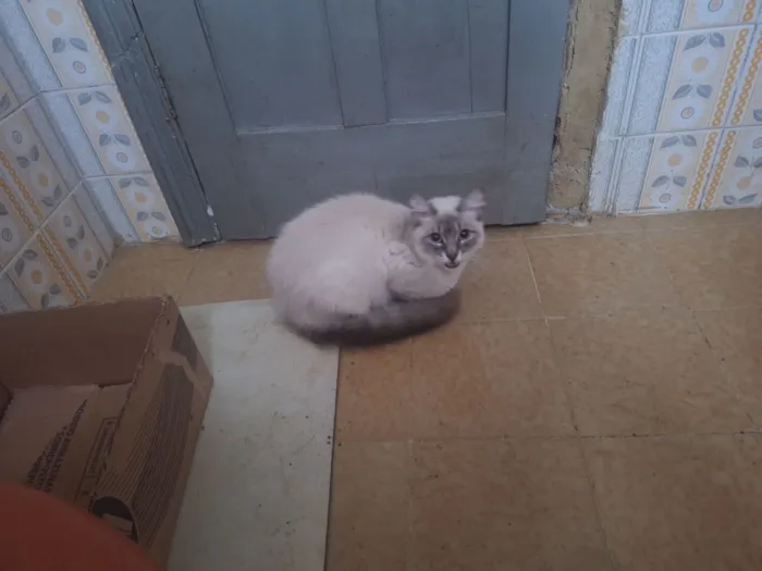 Gato raça SRD-ViraLata idade 2 a 6 meses nome Nuvem