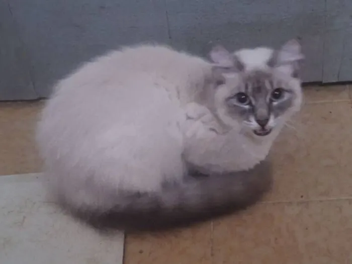 Gato raça SRD-ViraLata idade 2 a 6 meses nome Nuvem