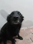 Neguinho