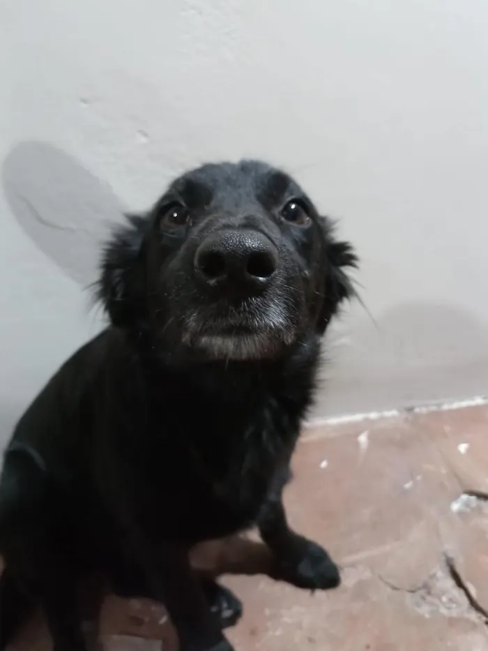Cachorro raça SRD-ViraLata idade 6 ou mais anos nome Neguinho