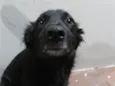 Neguinho