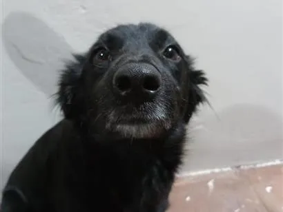 Cachorro raça SRD-ViraLata idade 6 ou mais anos nome Neguinho