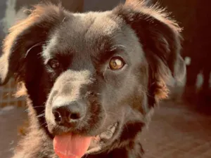 Cachorro raça SRD-ViraLata idade 7 a 11 meses nome Hórus