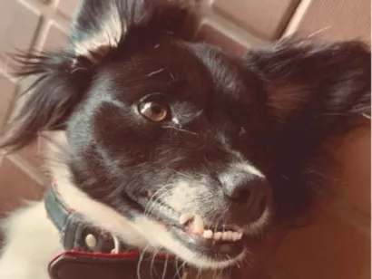 Cachorro raça SRD-ViraLata idade 2 anos nome Lumos