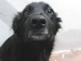 Neguinho