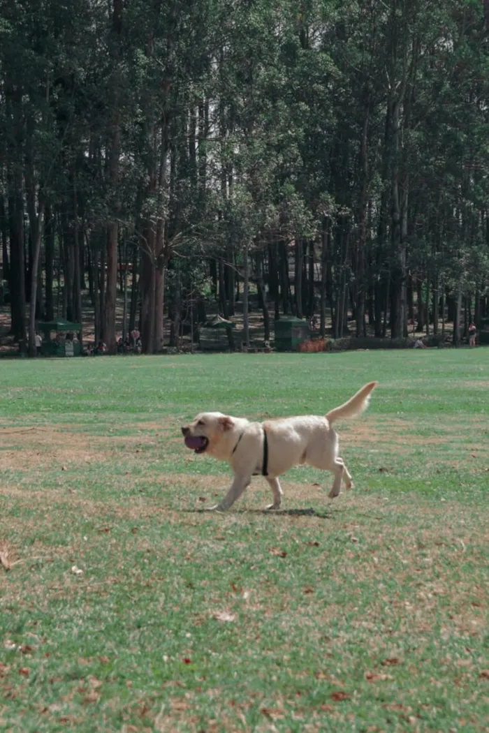 Cachorro raça Labrador idade 6 ou mais anos nome Max