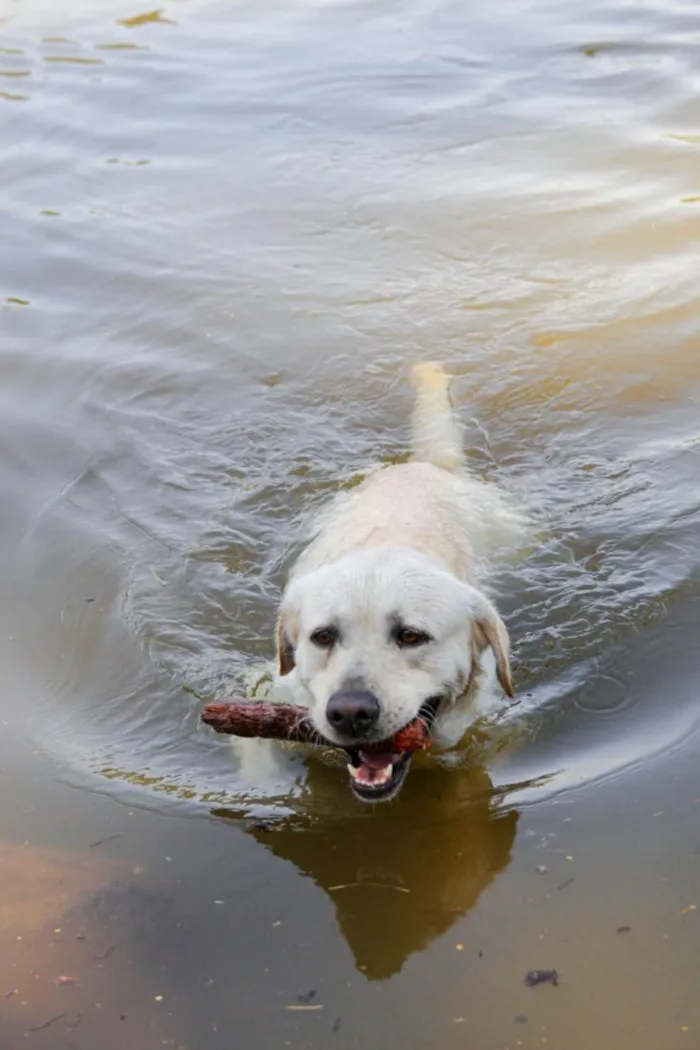 Cachorro raça Labrador idade 6 ou mais anos nome Max