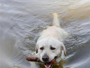 Cachorro raça Labrador idade 6 ou mais anos nome Max