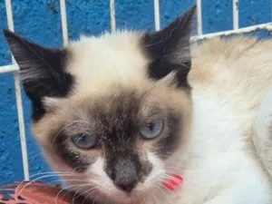 Gato raça Siamês idade 2 a 6 meses nome LORENA MIX