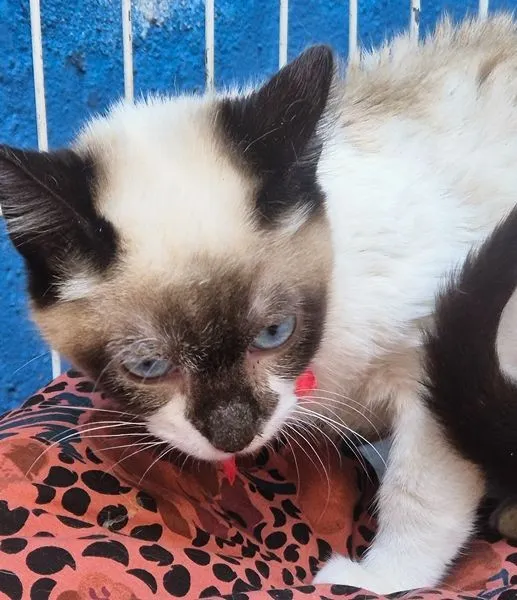 Gato raça Siamês idade 2 a 6 meses nome LORENA MIX