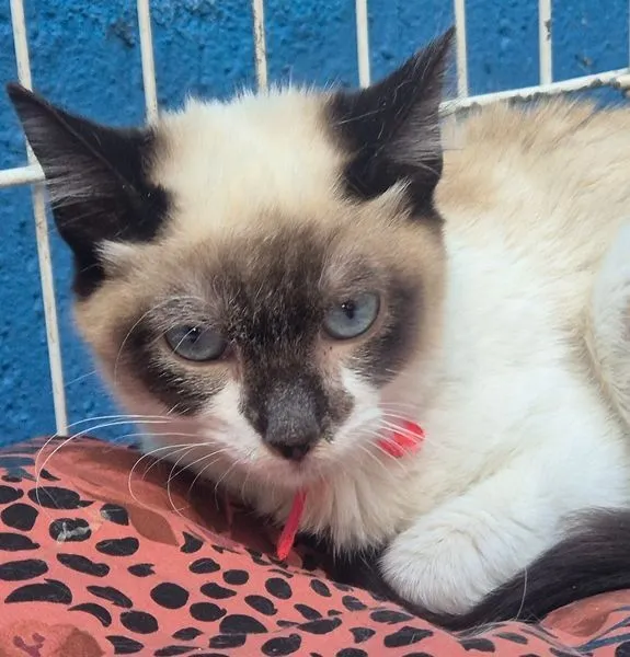 Gato raça Siamês idade 2 a 6 meses nome LORENA MIX