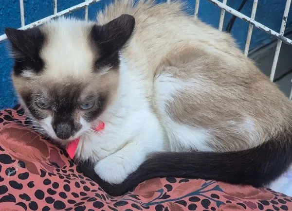 Gato raça Siamês idade 2 a 6 meses nome LORENA MIX