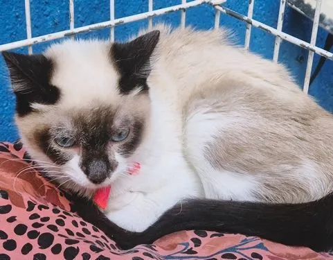 Gato raça Siamês idade 2 a 6 meses nome LORENA MIX
