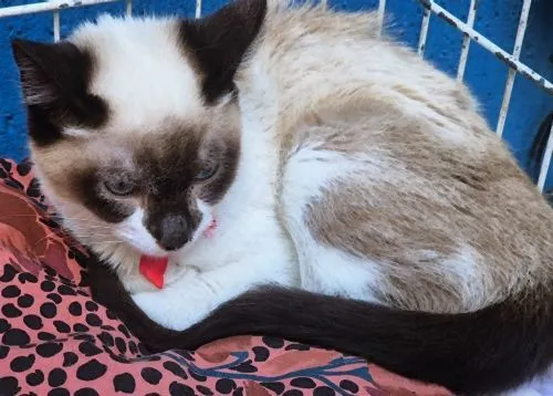 Gato raça Siamês idade 2 a 6 meses nome LORENA MIX