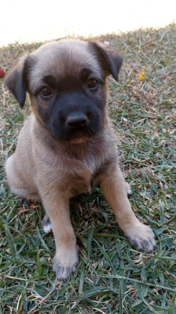 Cachorro raça SRD-ViraLata idade 2 a 6 meses nome Jade