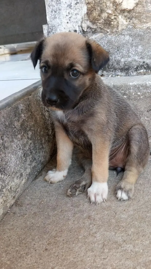 Cachorro raça SRD-ViraLata idade 2 a 6 meses nome Jade