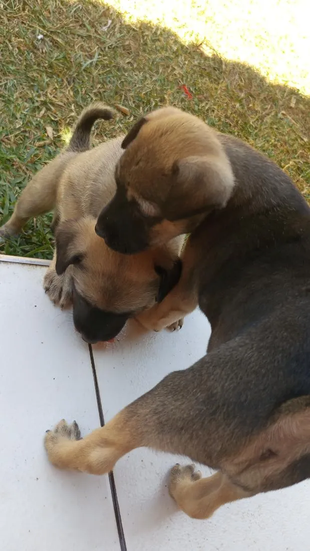 Cachorro raça SRD-ViraLata idade 2 a 6 meses nome Jade