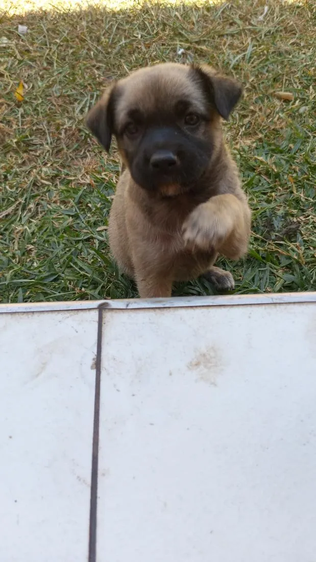 Cachorro raça SRD-ViraLata idade 2 a 6 meses nome Jade